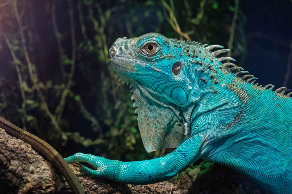 La iguana azul (Cyclura lewisi): entre la extinción y la conservación