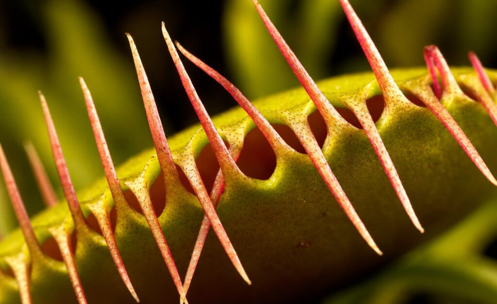 La trampa perfecta: geometría de una planta carnívora