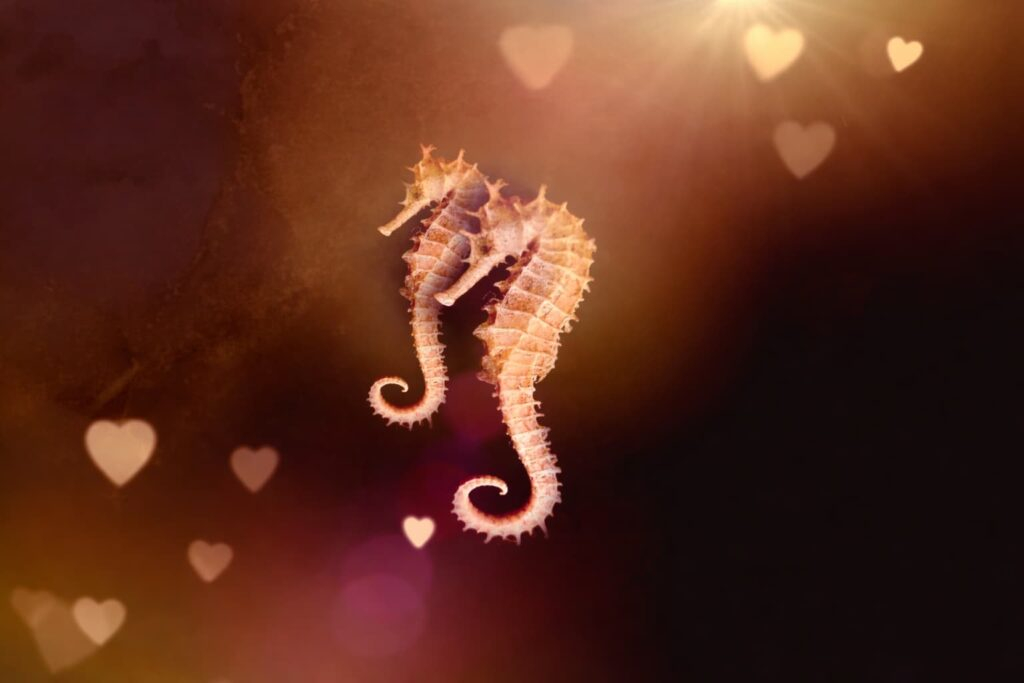 El caballito de mar: biología de una forma extraordinaria