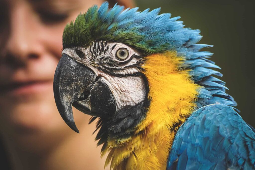 Guacamayo azul y amarillo (Ara ararauna): biología y hábitat