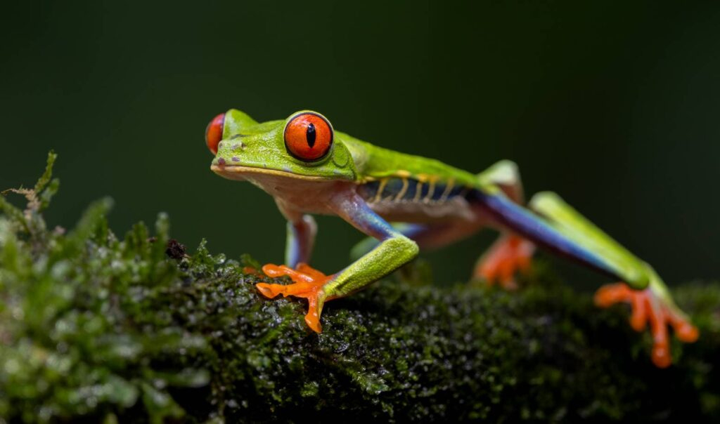 La rana de ojos rojos
