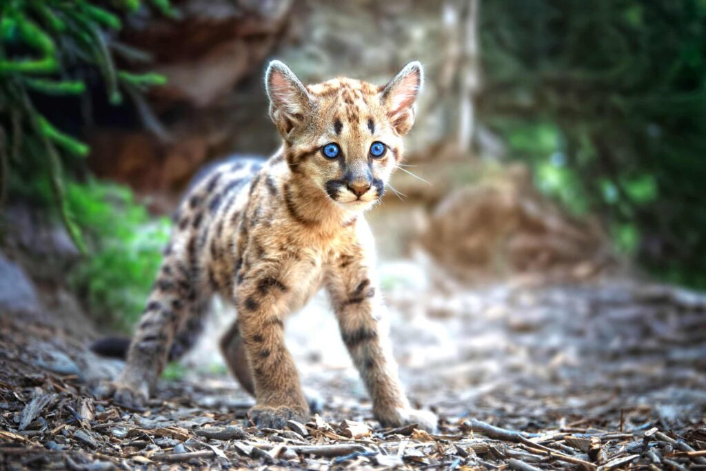 La belleza joven del puma americano